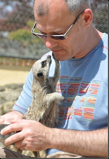 Meerkat gazing into Steve's eyes! DSC_1072