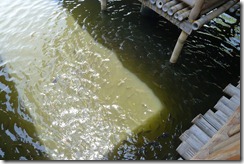Fishes at Apag Marangle Pampanga