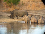 We watched them fight for a while, but the big male apparently couldn't fully decide what to do with the rest. South Africa - 485.jpg