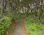 barnes - Walk%252520in%252520the%252520Woods.jpg
