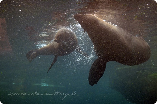 Wremen 20zwölf Tag 6 Zoo am Meer - Seelöwe (3)