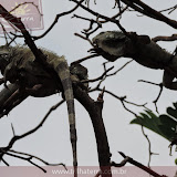 Parque das Iguanas - Guayaquil - Equador