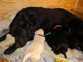 Shiner loves being a Mom.