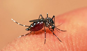 Chikungunya disebabkan oleh virus