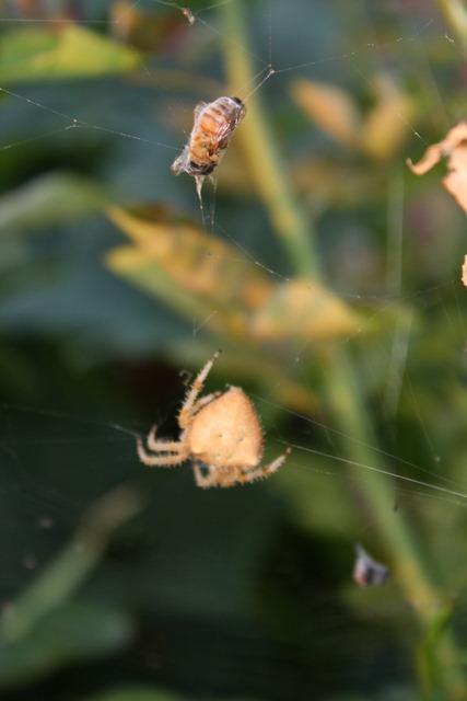 [Crab%2520Spider%2521%2520017%255B7%255D.jpg]