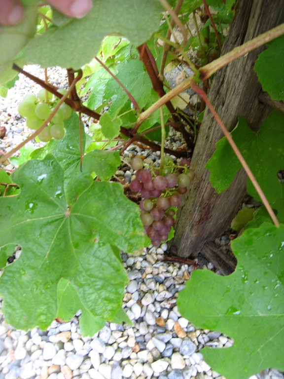 [grapes%255B5%255D.jpg]