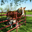 2012-Mar-24_Ennis_horse_and_baby_05.jpg