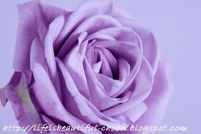 [names-lavender-roses-1.1-800x8006.jpg]