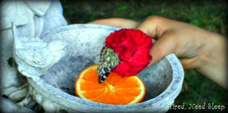 butterfly on an orange