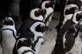Pinguins - Coastline, Namibia