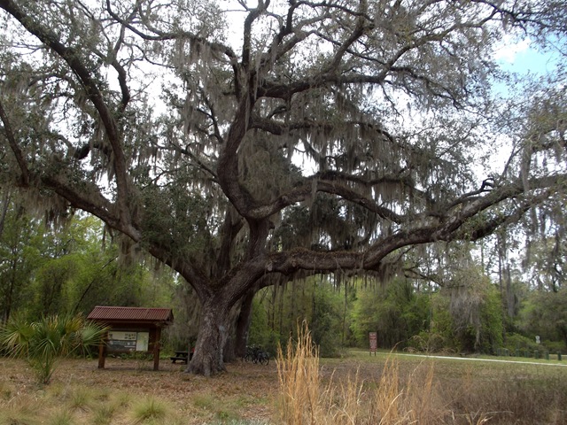 [Gainesville%2520to%2520Hawthorn%2520Bike%2520Trail%2520176%255B4%255D.jpg]