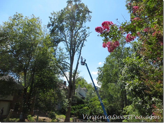 Tree Removal1 Tree Removal1