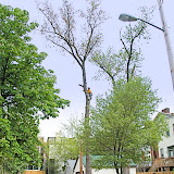 Maple Tree