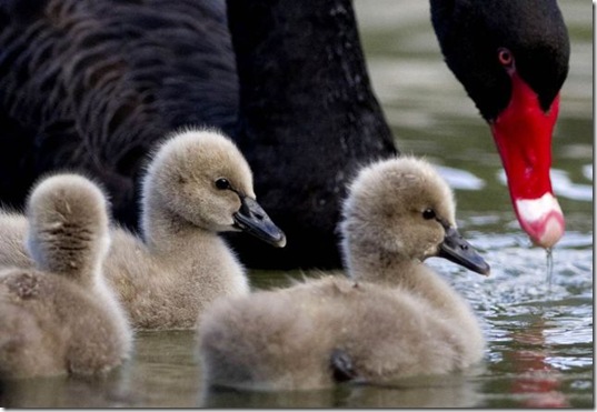 funny-animals-cute-33
