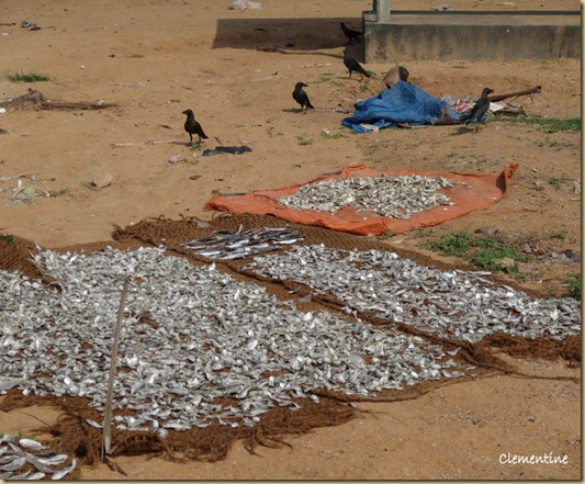 Poissons schs la plage Sri Lanka Poissons schs la plage Sri Lanka
