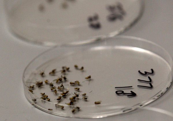 Dead mosquitoes that carried West Nile virus are lined up for sorting at the Dallas County mosquito lab in Dallas. Public health experts argue that mosquitoes have been especially prevalent because of the hot summer and widespread droughts, 16 August 2012. LM Otero