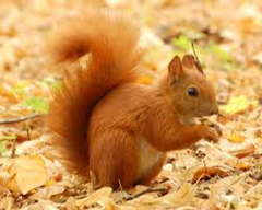 Red Squirrel Red Squirrel