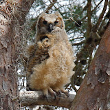 Baby horned owl