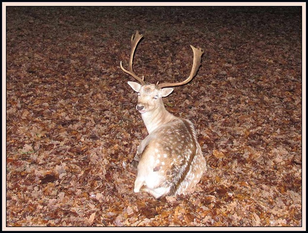 [2702roedeer2%255B3%255D.jpg]