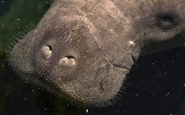 A manatee that had been exposed to red tide came up for air at the Lowry Park Zoo, in Tampa. The tide killed 241 manatees by April 2013. Photo: Steve Nesius / Reuters