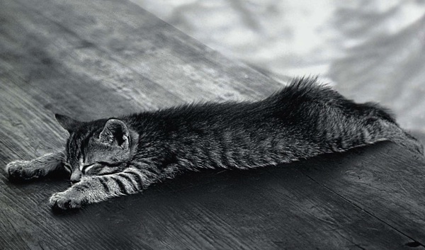 Sleeping cat 5341