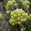 sweet yarrow; altarreina