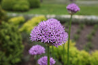 DId you know that the name, allium, comes from the Latin word for garlic?  They are actually part of the onion family along with garlic and leeks!