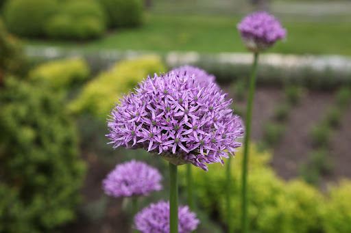 DId you know that the name, allium, comes from the Latin word for garlic?  They are actually part of the onion family along with garlic and leeks!