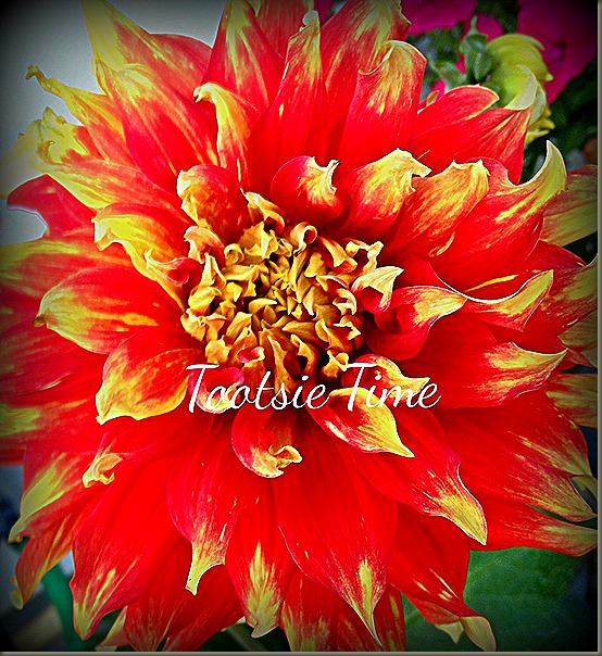photo photo