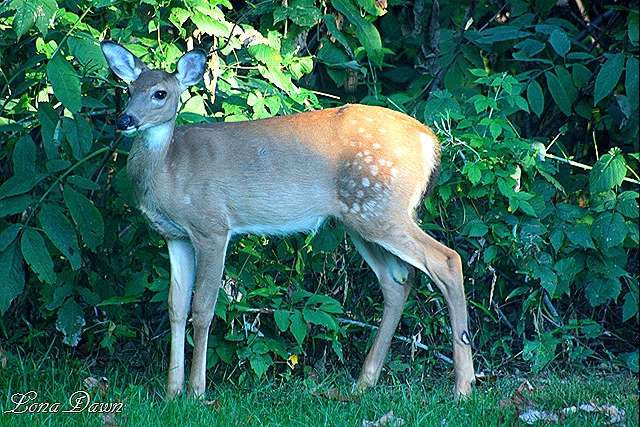 [Fawn%255B9%255D.jpg]