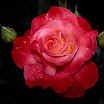 Roses (23).jpg