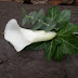 Arum lily buttonhole.jpg