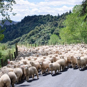 [esq-sheep-on-the-road%255B126%255D.jpg]