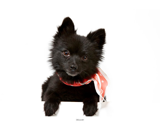 Delilah...
waiting to be adopted at The Humane Society of New York. 
See link at end of blog post for more details.
Photo by Richard Phibbs.