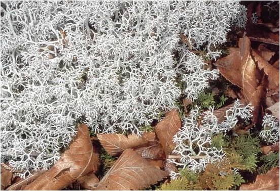 fruticose lichen fruticose lichen