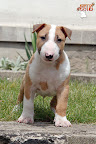 Karmacoma Superstylin' 7 weeks
