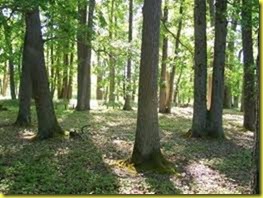pine trees 2 pine trees 2