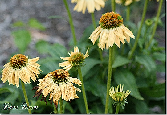 FPC_Echinacea_Sombrero_Sandy_Yellow2