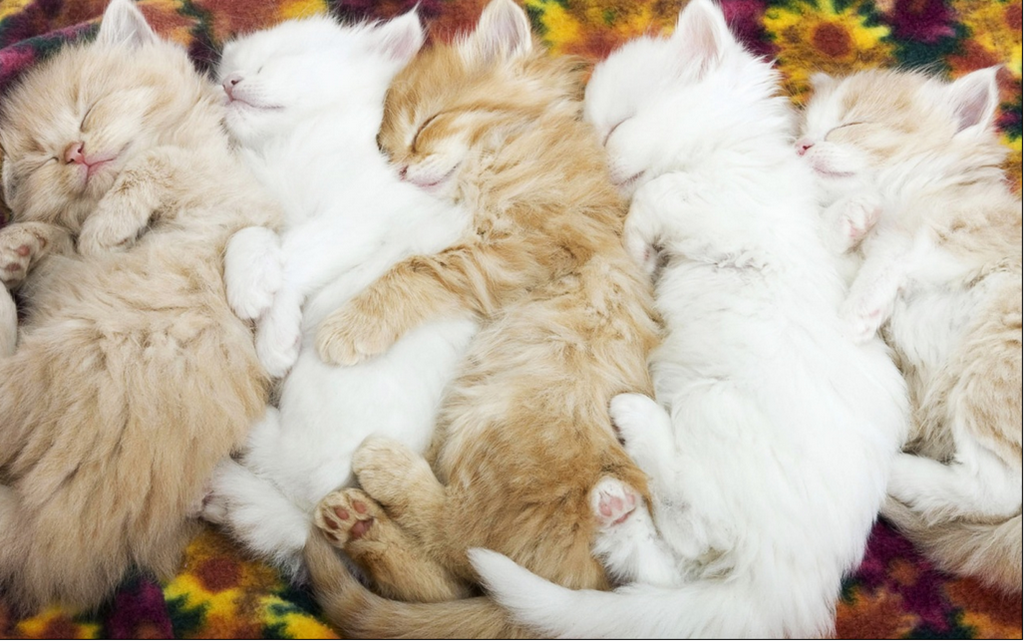 [kittens%2520sleeping%2520in%2520a%2520row%255B6%255D.png]