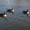 Canada Goose