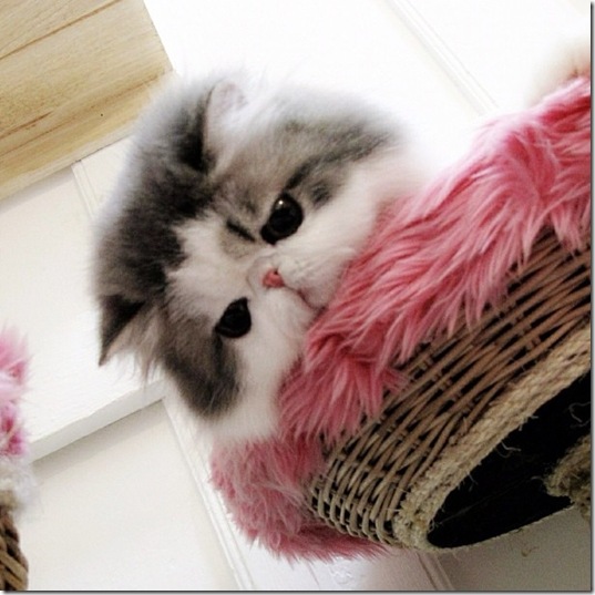 hope-cat-instagram-15