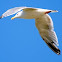 Common Gull