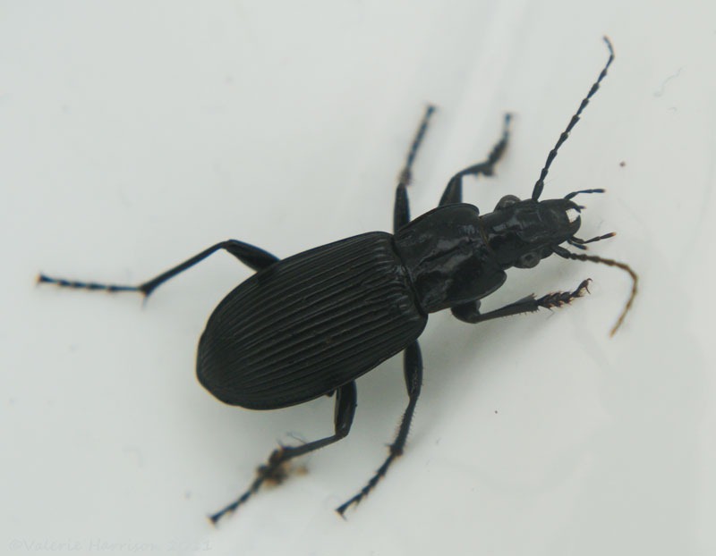 [Pterostichus%2520niger%255B2%255D.jpg]