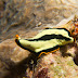 Divided Flatworm - Photo (c) 104623964081378888743, some rights reserved (CC BY-NC-SA)