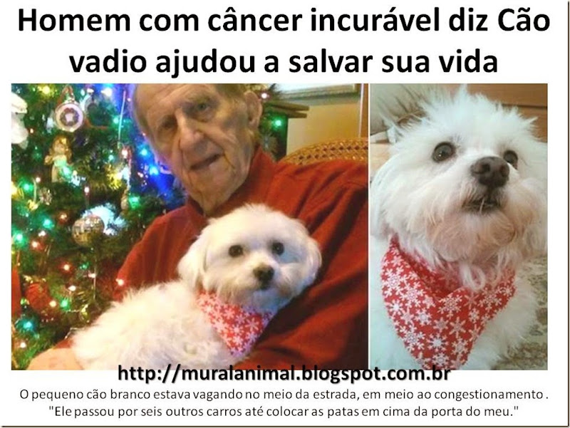 Homem com câncer incurável diz Cão vadio ajudou