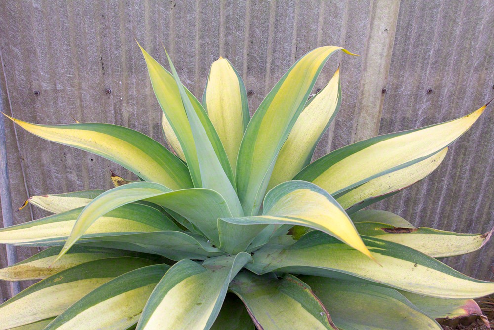 [120929_SucculentGardens_Agave-attenuata-variegata_01%255B10%255D.jpg]