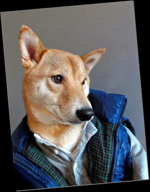 awesome-cute-menswear-dog-blog-funny-dogs1 awesome-cute-menswear-dog-blog-funny-dogs1