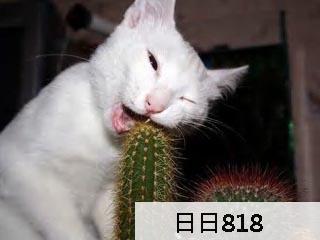 爆笑版虐貓