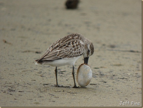 sandpiper with clam stuck_009