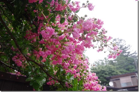 IMGP7784 IMGP7784